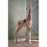 Фигурка - Детеныш жирафа  - миниатюра №3